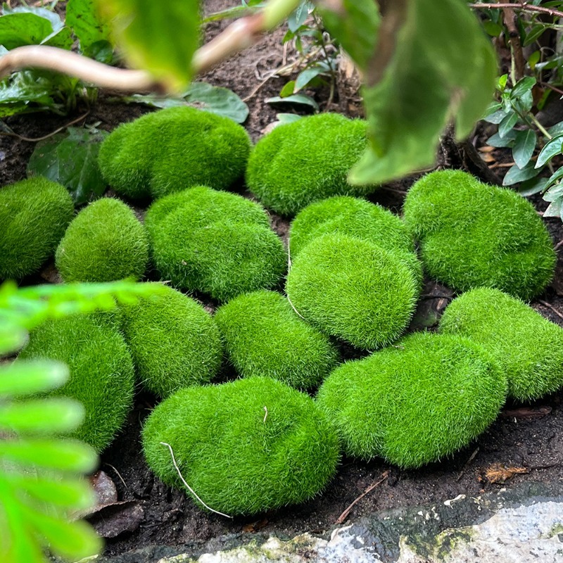 5/30 szt. Symulowane kamienie  – Sphagnum Moss Dry recenzja i cena