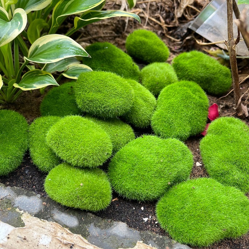 5/30 szt. Symulowane kamienie  – Sphagnum Moss Dry recenzja i cena