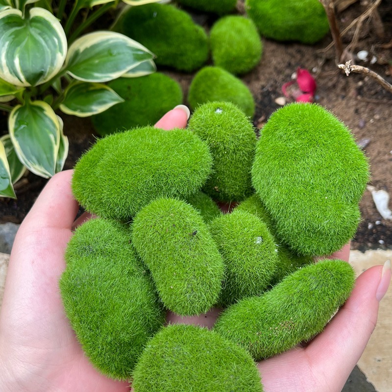 5/30 szt. Symulowane kamienie  – Sphagnum Moss Dry recenzja i cena