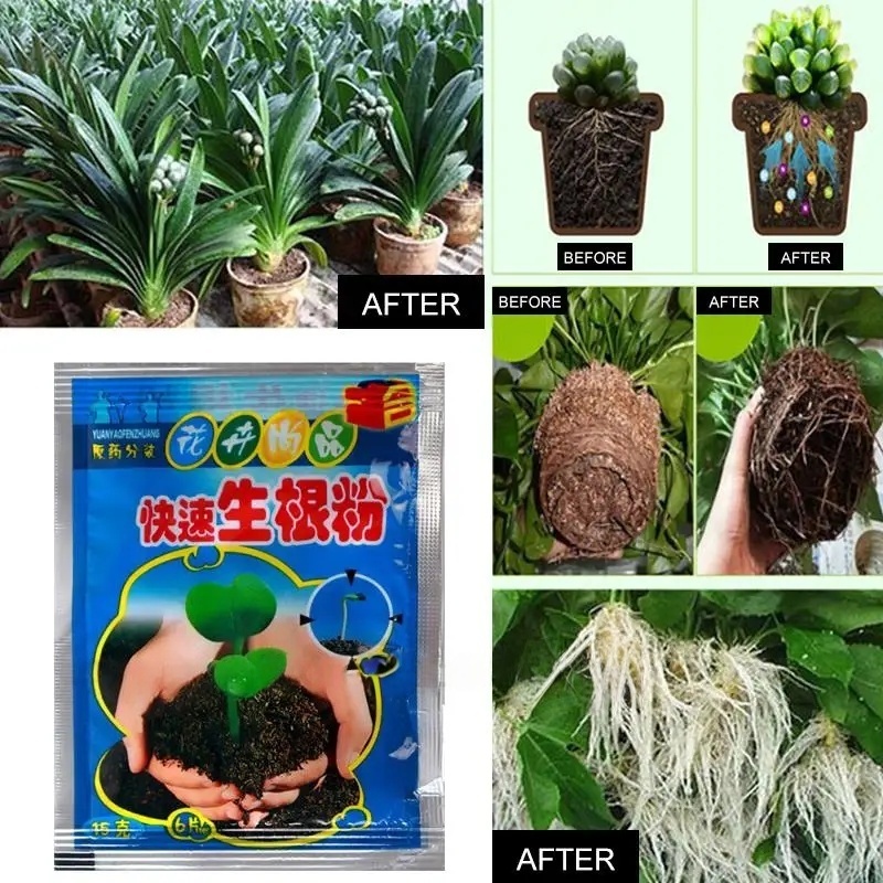 5 szt. Szybki Proszek do Korio – Rooting Hormone Powder recenzja i cena