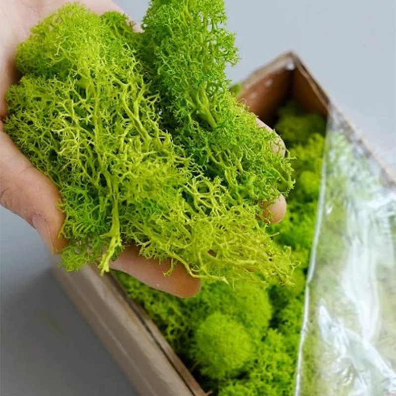 200g Sztuczne rośliny zielone  – Sphagnum Moss Dry recenzja i cena