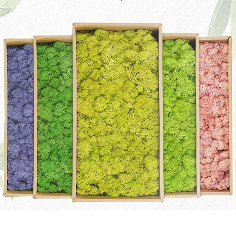 20g Sztuczny zielony mech Rośl – Sphagnum Moss Dry recenzja i cena